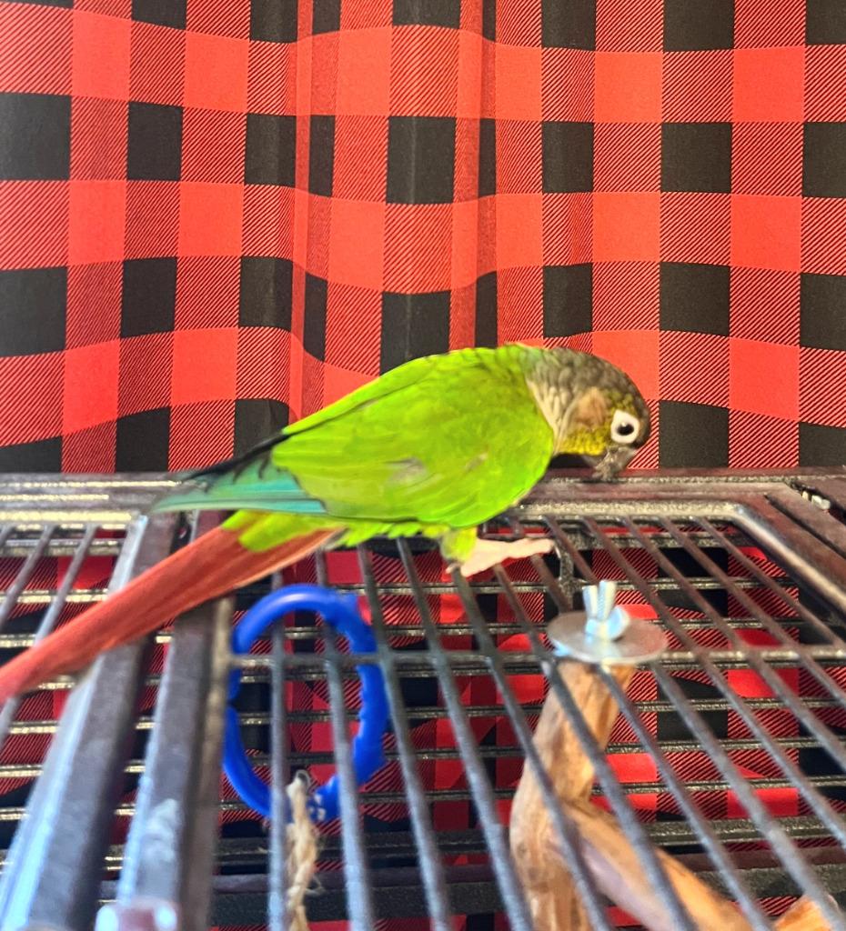 Enlarge Pablo, a Adoptable Conure in Ballwin, MO image 2/5