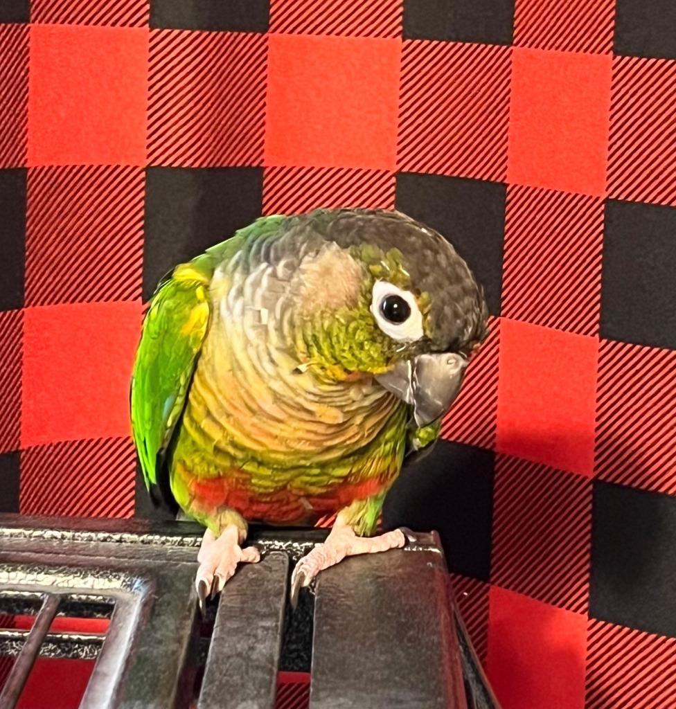 Enlarge Pablo, a Adoptable Conure in Ballwin, MO image 3/5