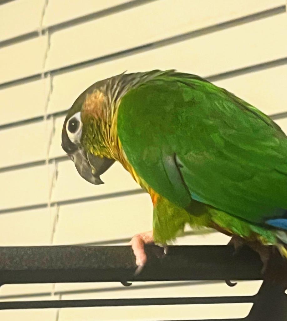 Enlarge Pablo, a Adoptable Conure in Ballwin, MO image 4/5
