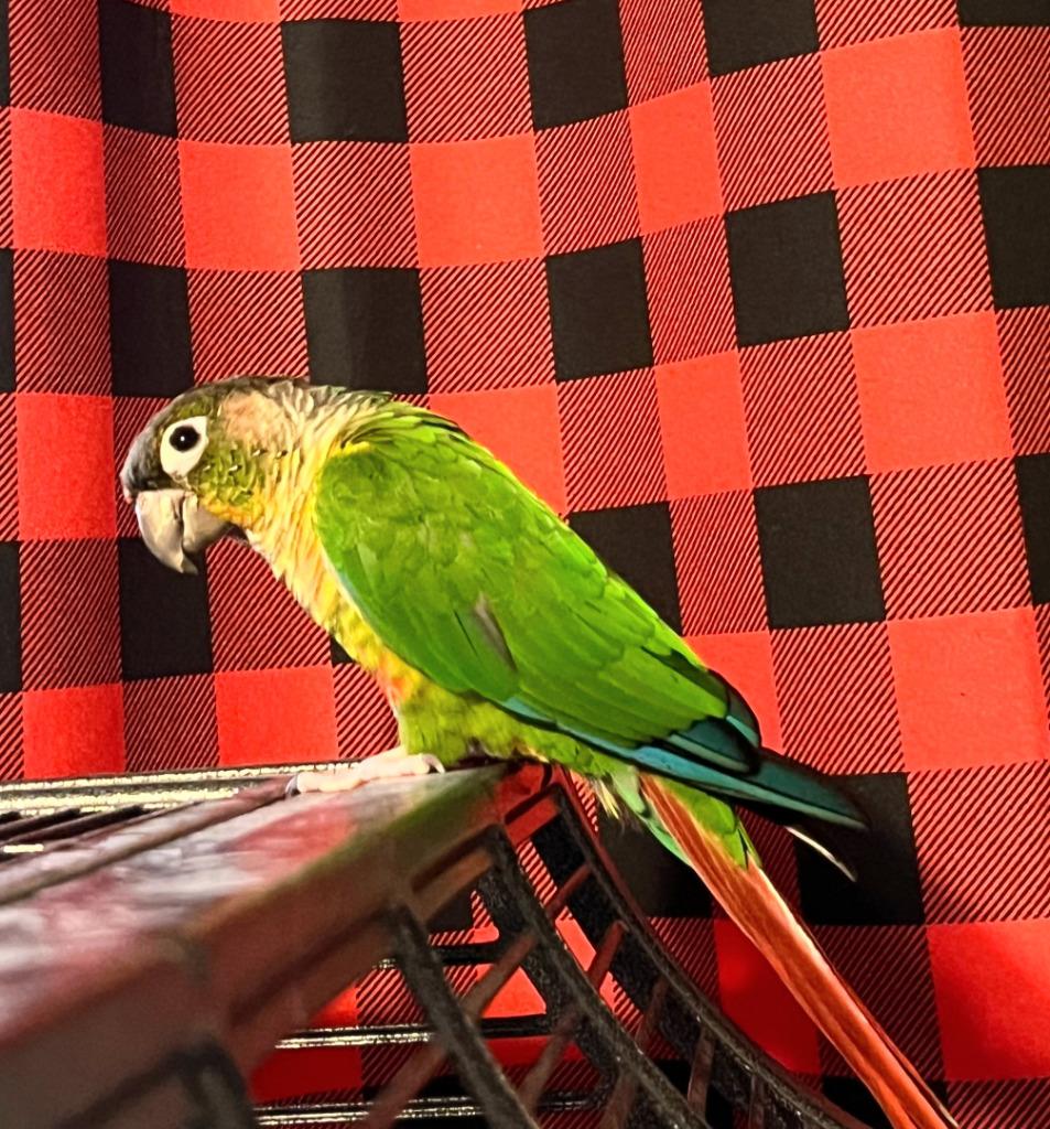 Enlarge Pablo, a Adoptable Conure in Ballwin, MO image 5/5
