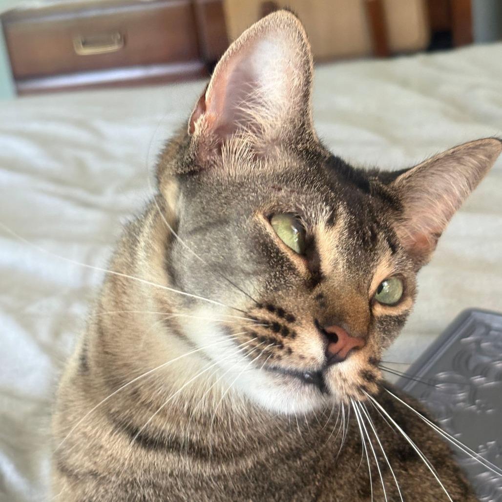 Cyan, Adoptable, Adult Female Domestic Short Hair.