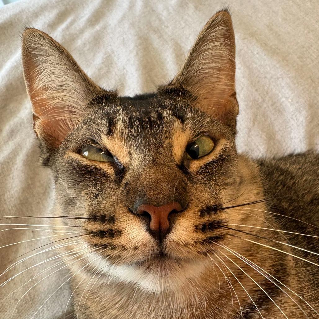 Enlarge Cyan, a Adoptable Domestic Short Hair in Valdosta , GA image 2/6