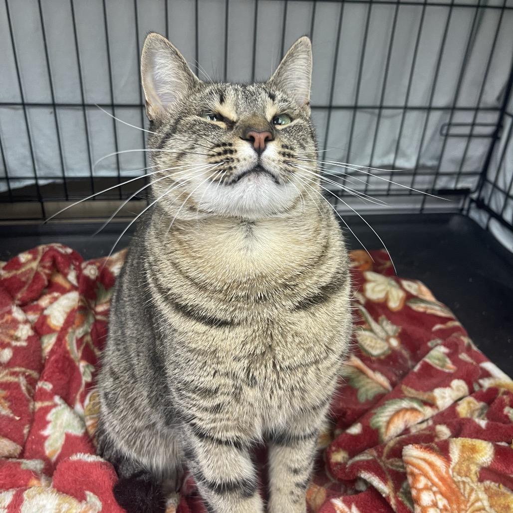 Enlarge Cyan, a Adoptable Domestic Short Hair in Valdosta , GA image 3/6