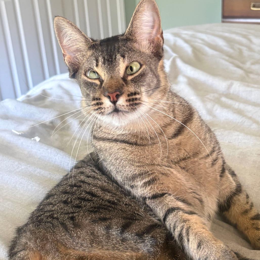 Enlarge Cyan, a Adoptable Domestic Short Hair in Valdosta , GA image 4/6