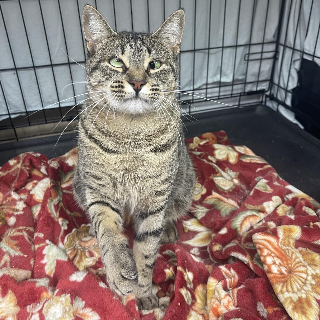 Enlarge Cyan, a Adoptable Domestic Short Hair in Valdosta , GA image 5/6