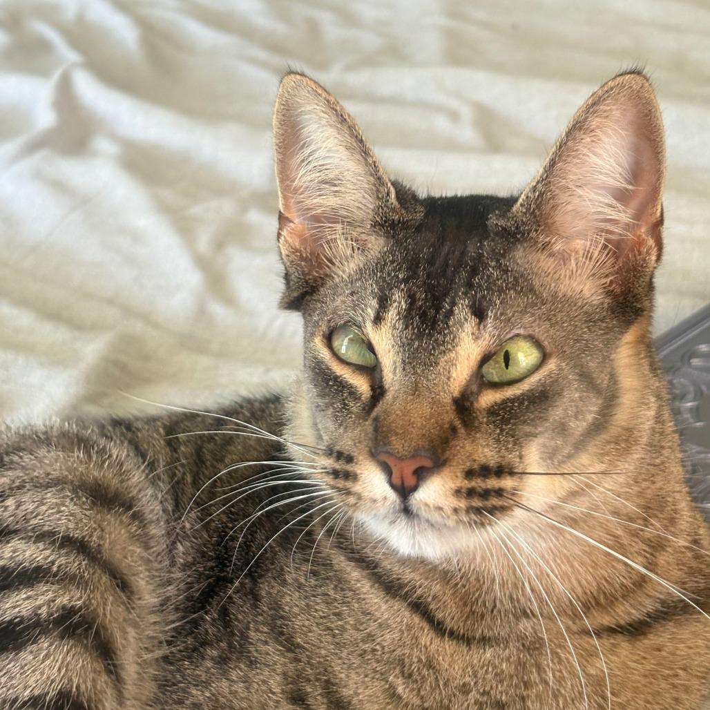 Enlarge Cyan, a Adoptable Domestic Short Hair in Valdosta , GA image 6/6