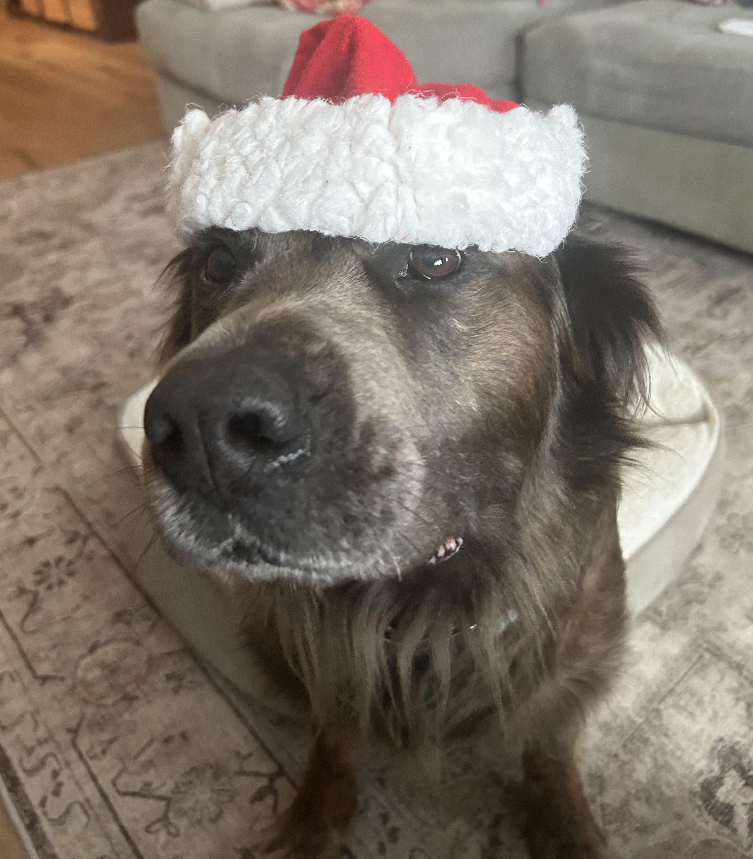 Diesel Bear thumbnail 2