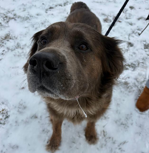 Enlarge Diesel Bear, a ADOPTABLE mixed breed in Brunswick, OH image 5/6