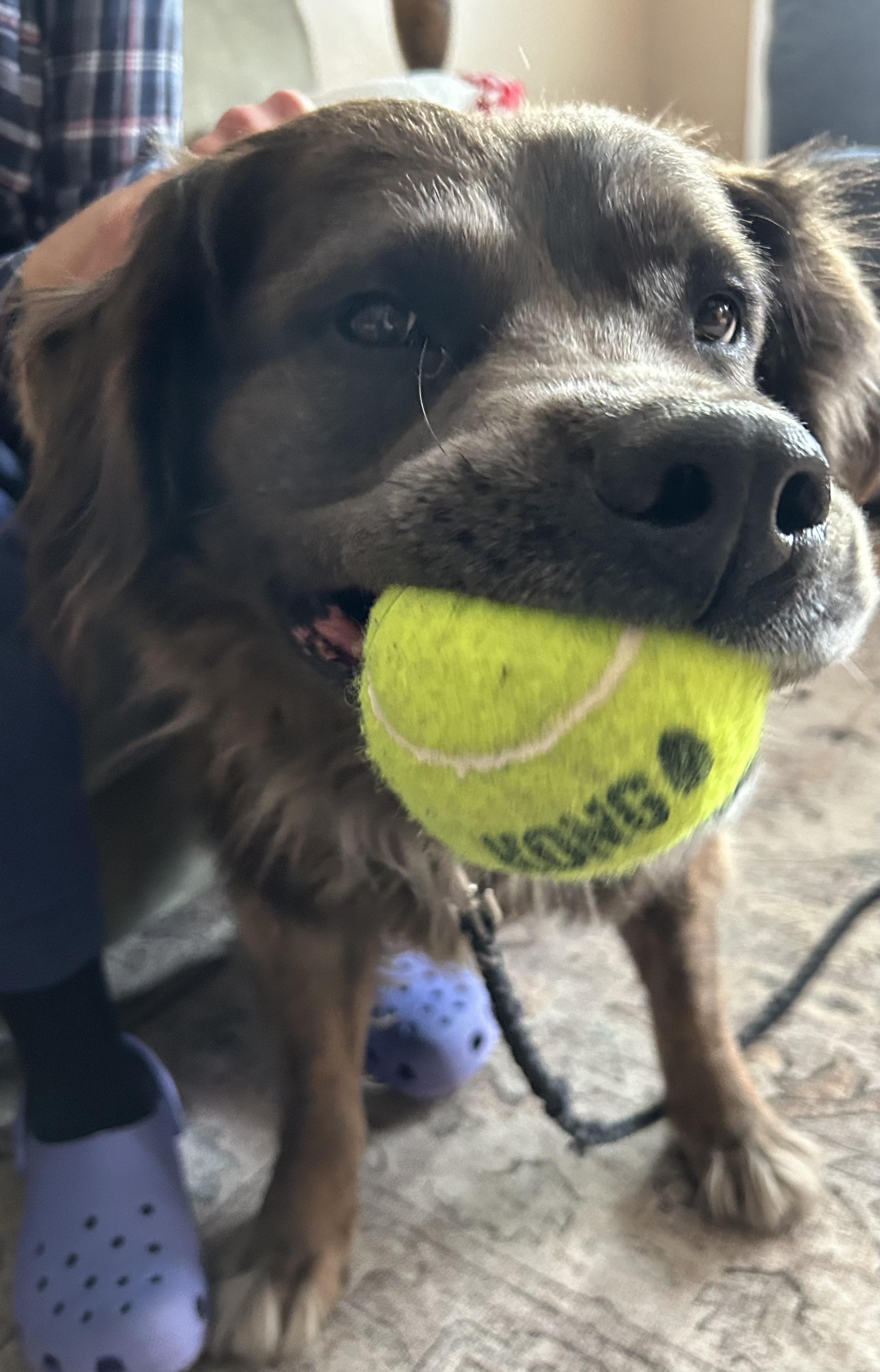 Diesel Bear thumbnail 4