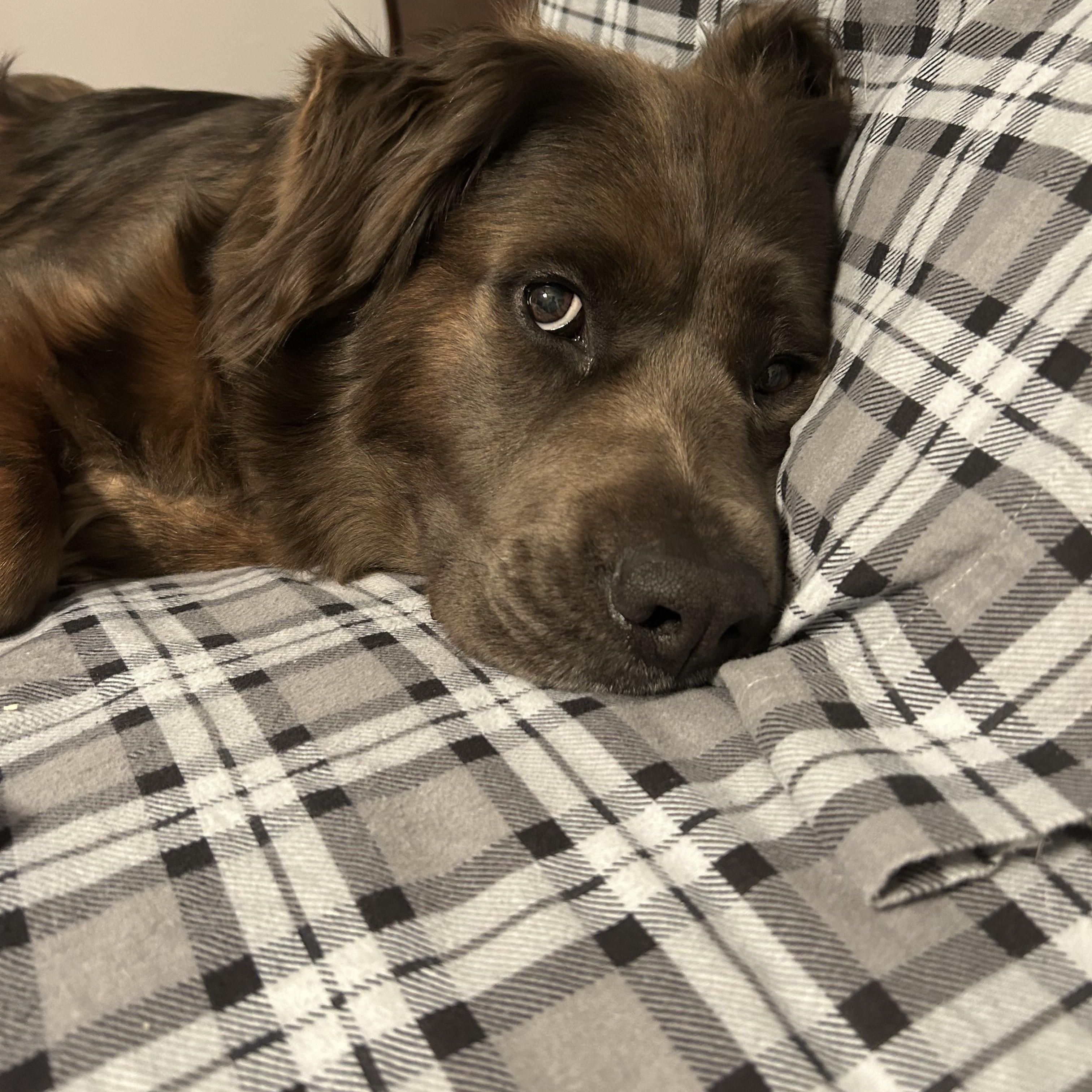 Enlarge Diesel Bear, a ADOPTABLE mixed breed in Brunswick, OH image 6/6