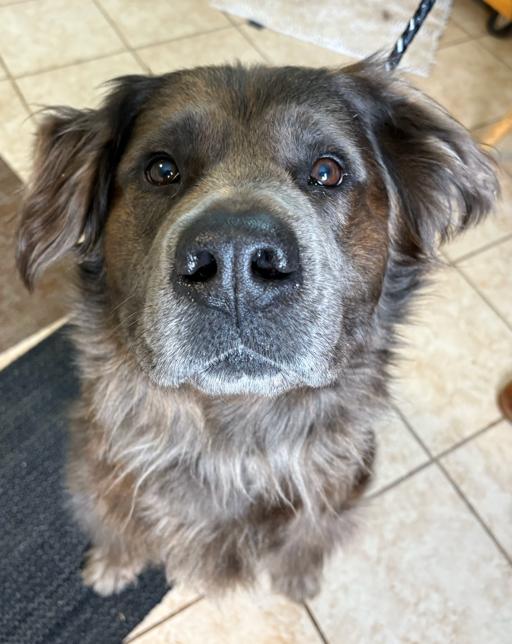 Enlarge Diesel Bear, a ADOPTABLE mixed breed in Brunswick, OH image 2/6