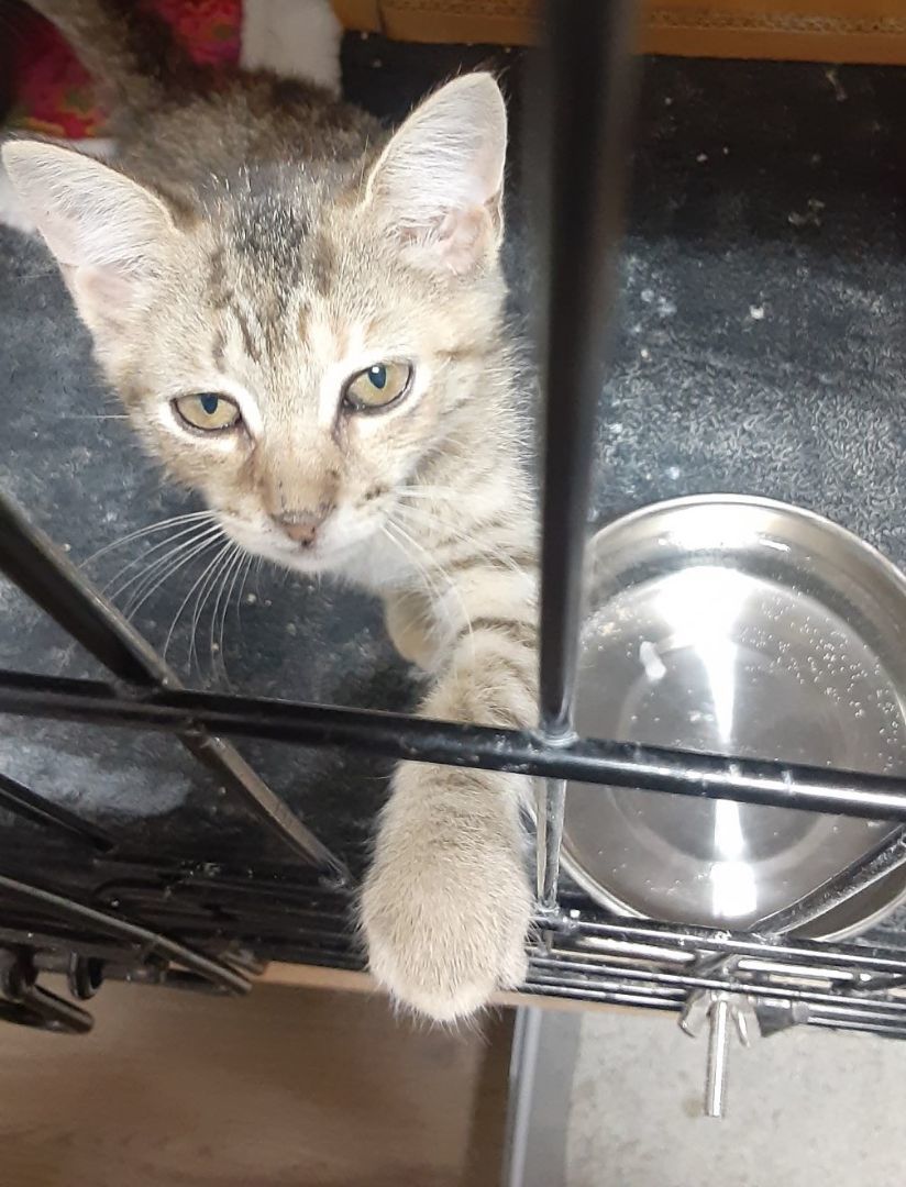 Tessa, Adopted, Kitten Female American Shorthair.