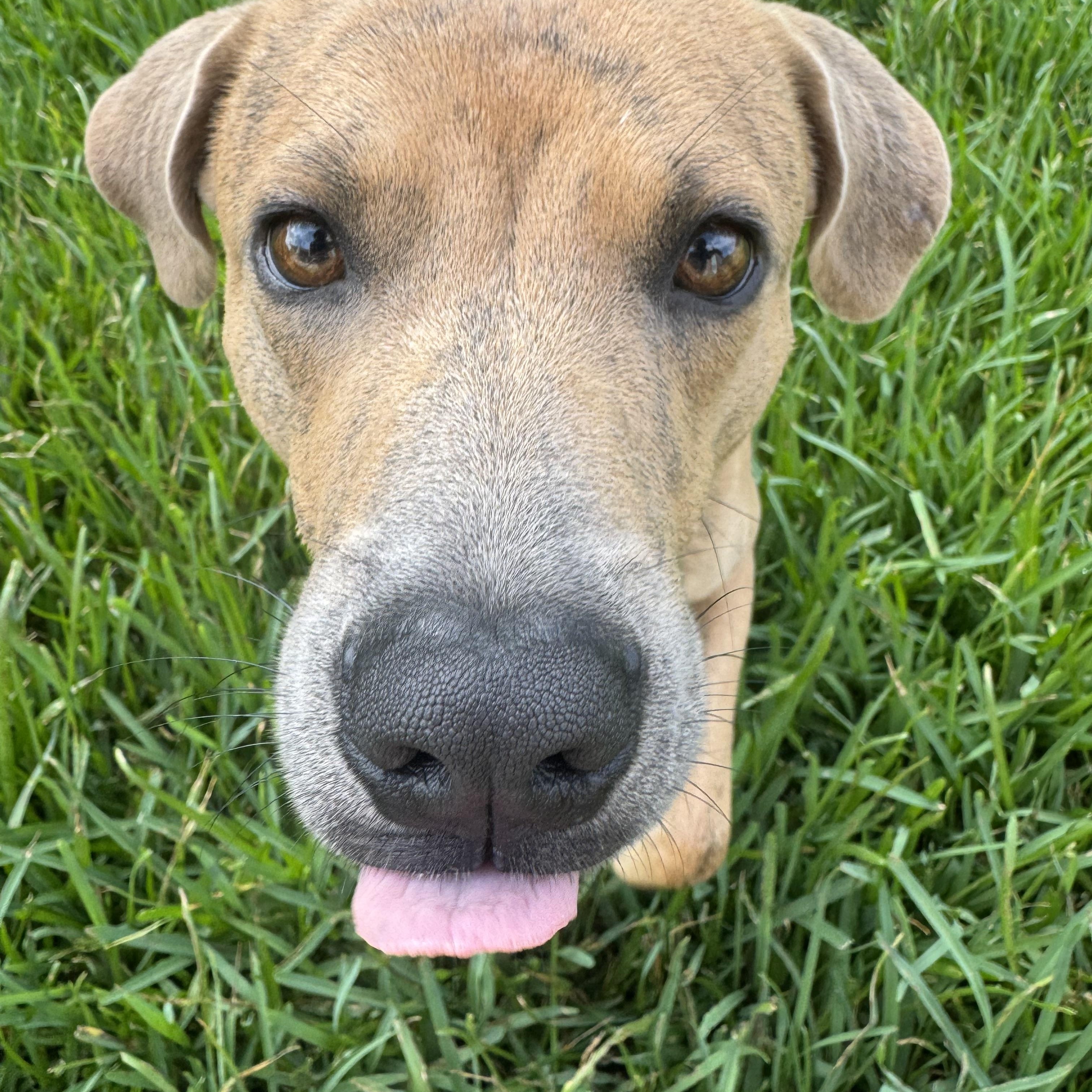Scrappy, an adoptable Labrador Retriever, Redbone Coonhound in Calumet, MI, 49913 | Photo Image 6