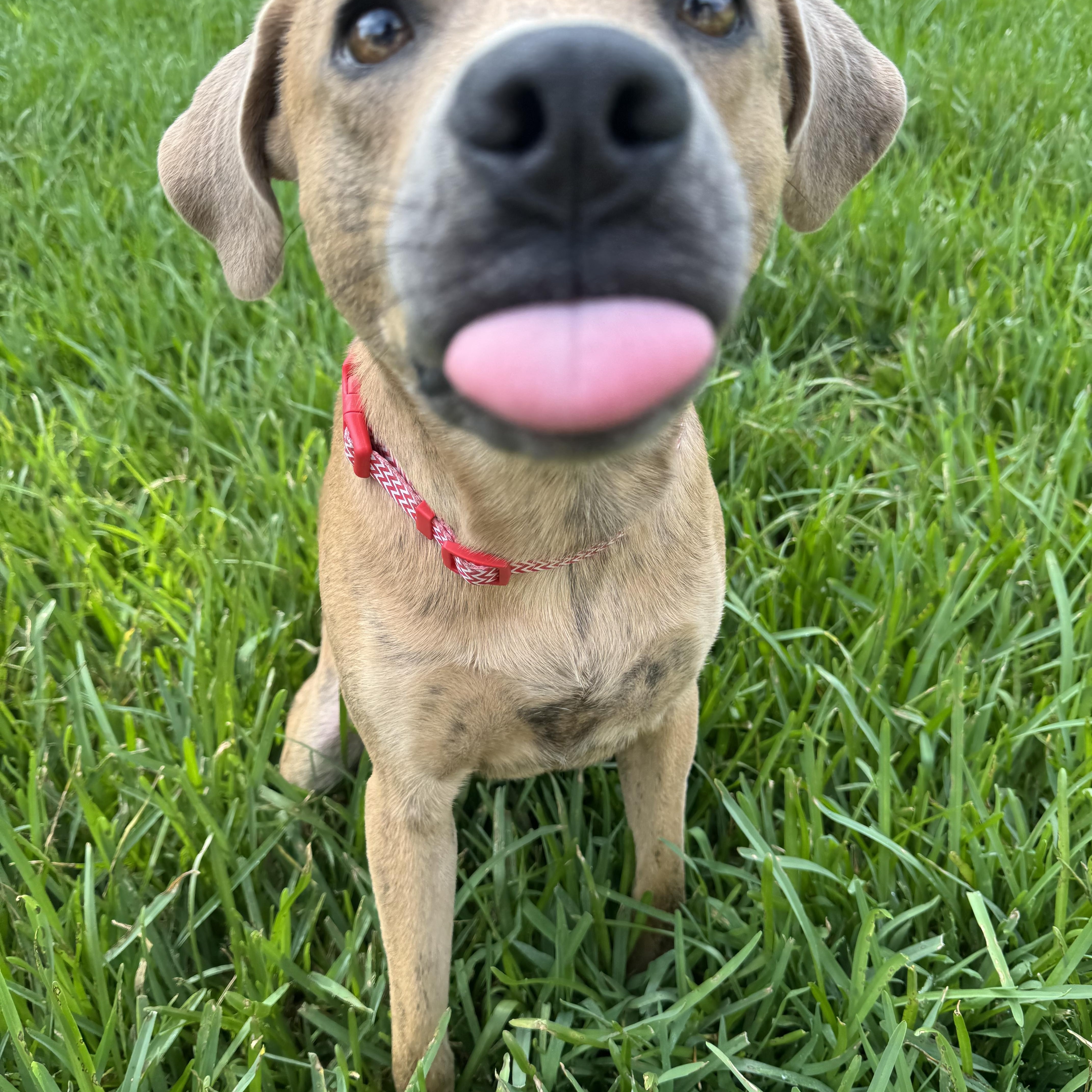 Scrappy, an adoptable Labrador Retriever, Redbone Coonhound in Calumet, MI, 49913 | Photo Image 5