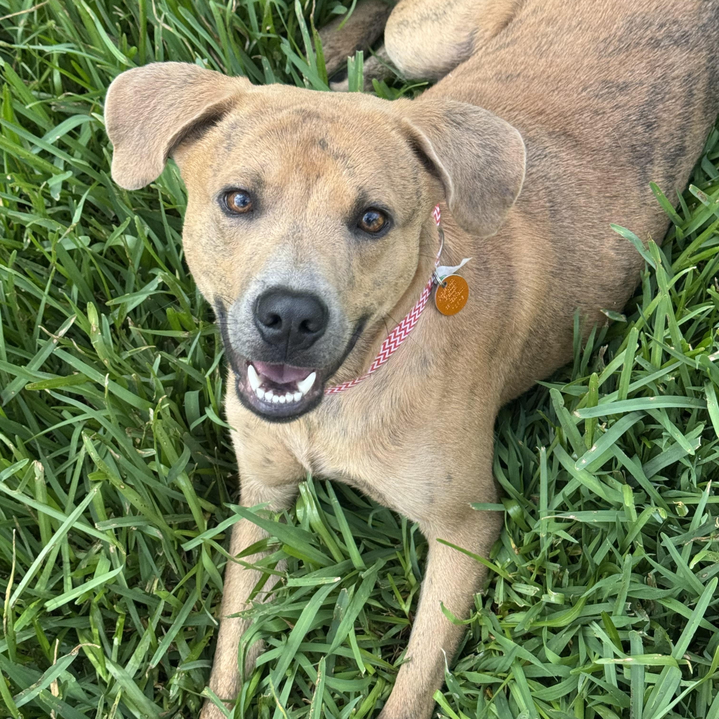 Scrappy, an adoptable Labrador Retriever, Redbone Coonhound in Calumet, MI, 49913 | Photo Image 1