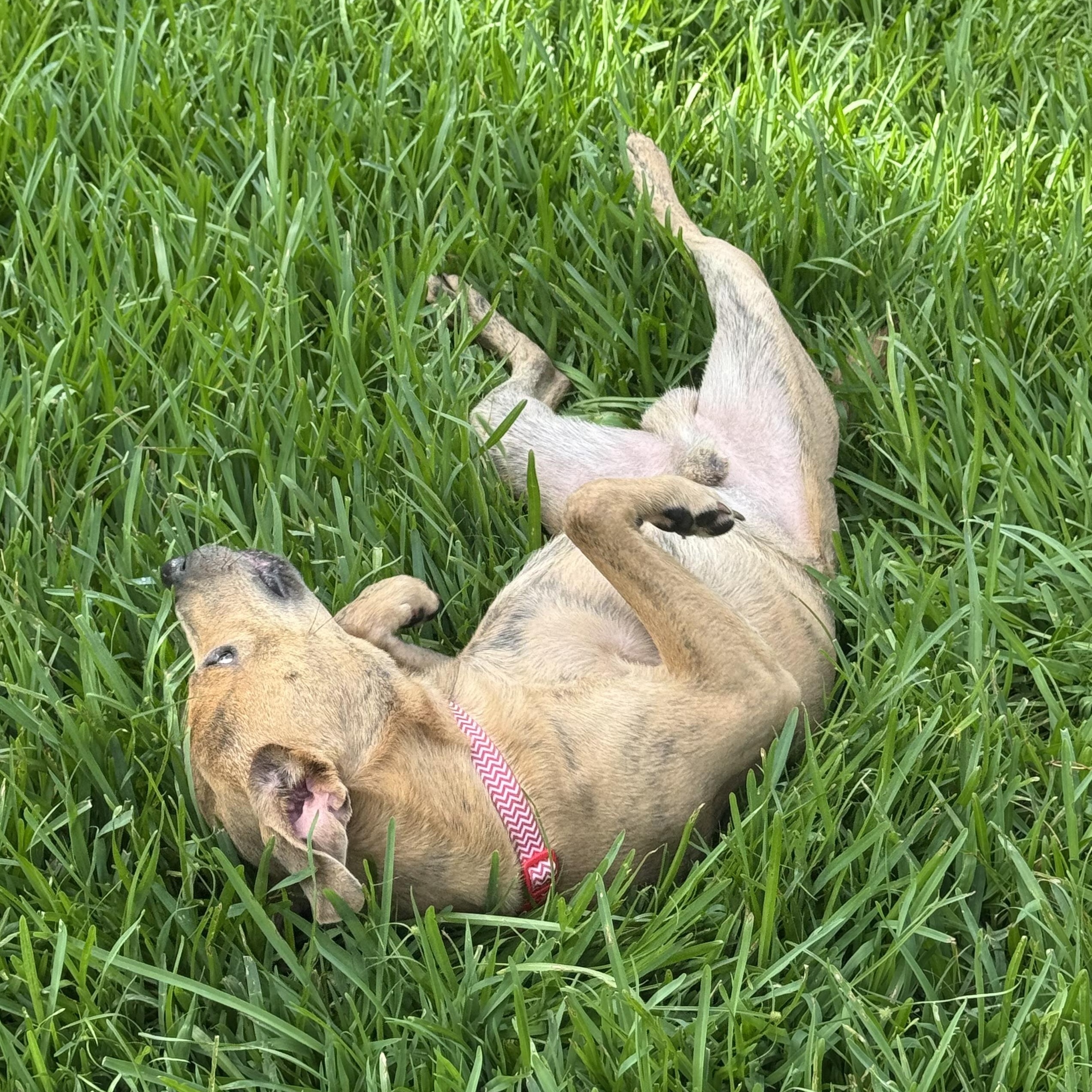 Scrappy, an adoptable Labrador Retriever, Redbone Coonhound in Calumet, MI, 49913 | Photo Image 4