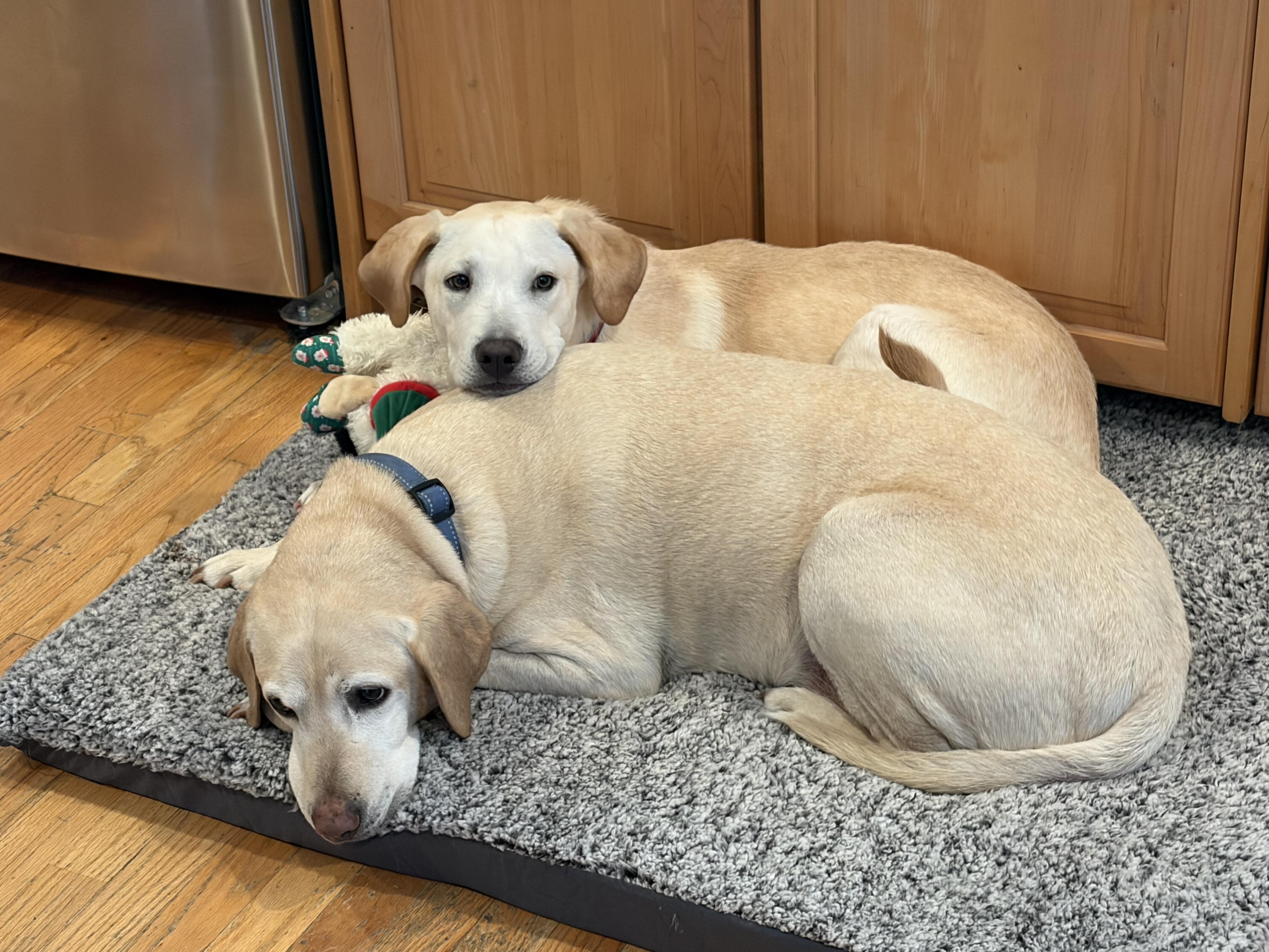 Jackson, an adopted mixed breed in Hughesville, MD image 3/4