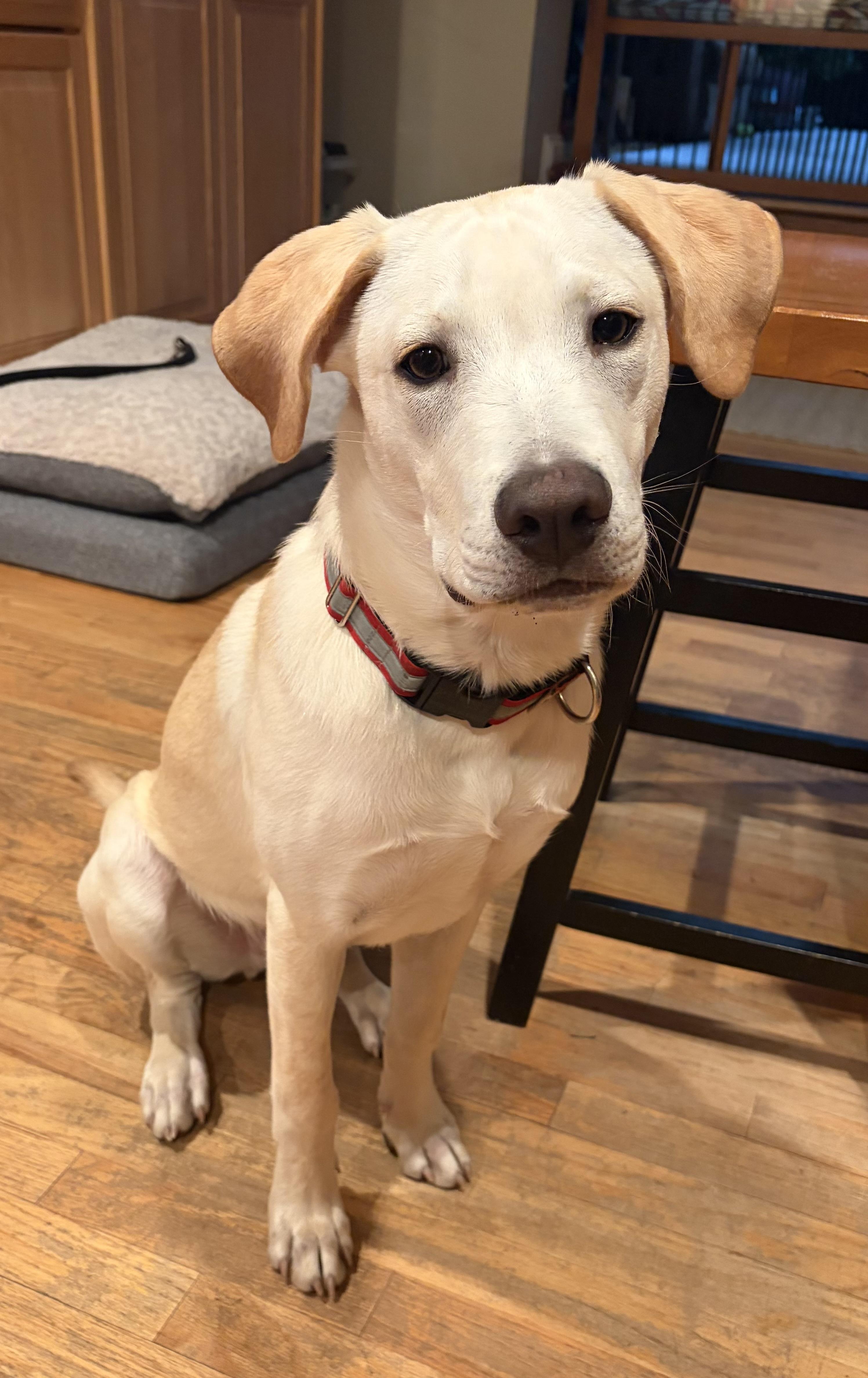 Jackson, an adopted mixed breed in Hughesville, MD image 1/4