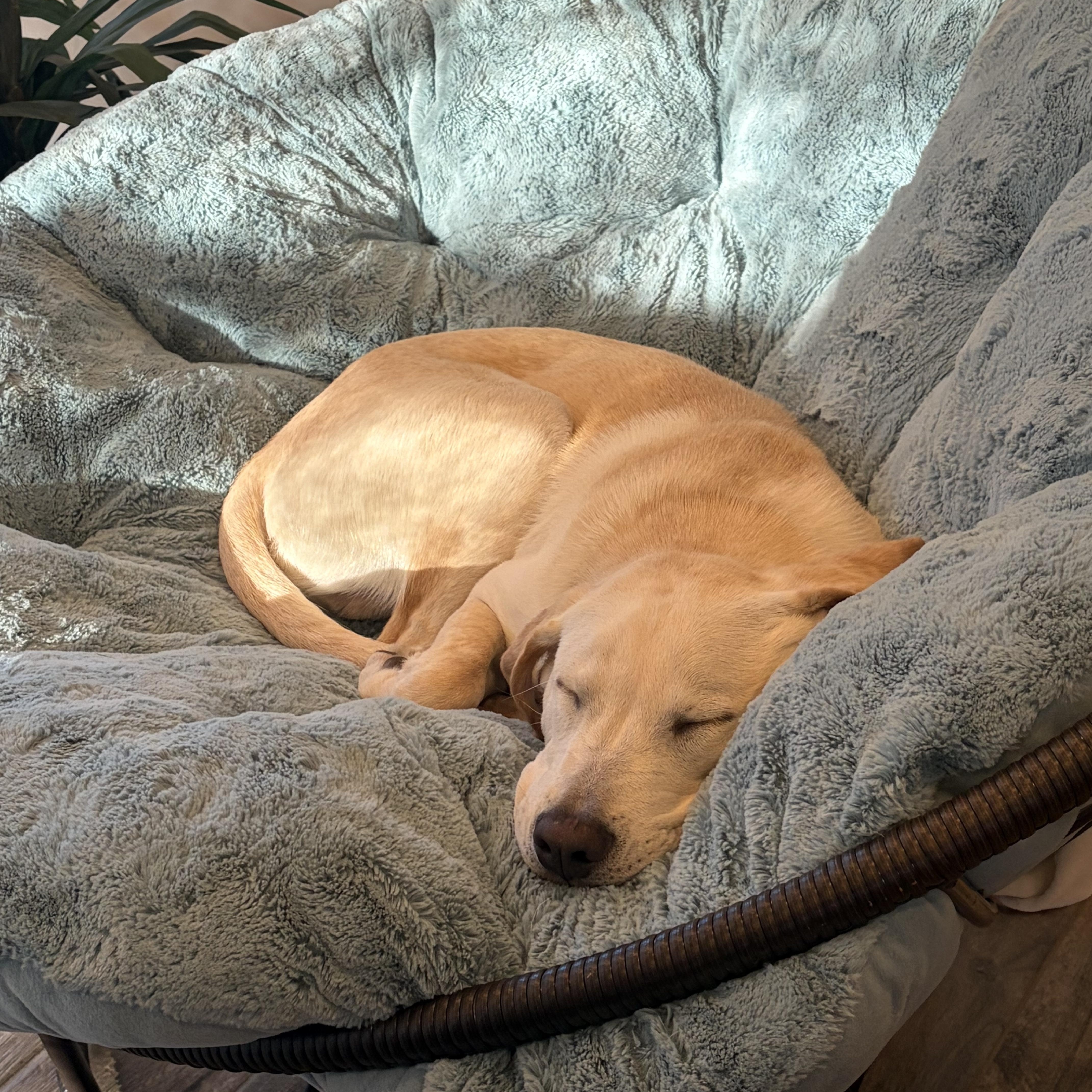 Jackson, an adopted mixed breed in Hughesville, MD image 4/4