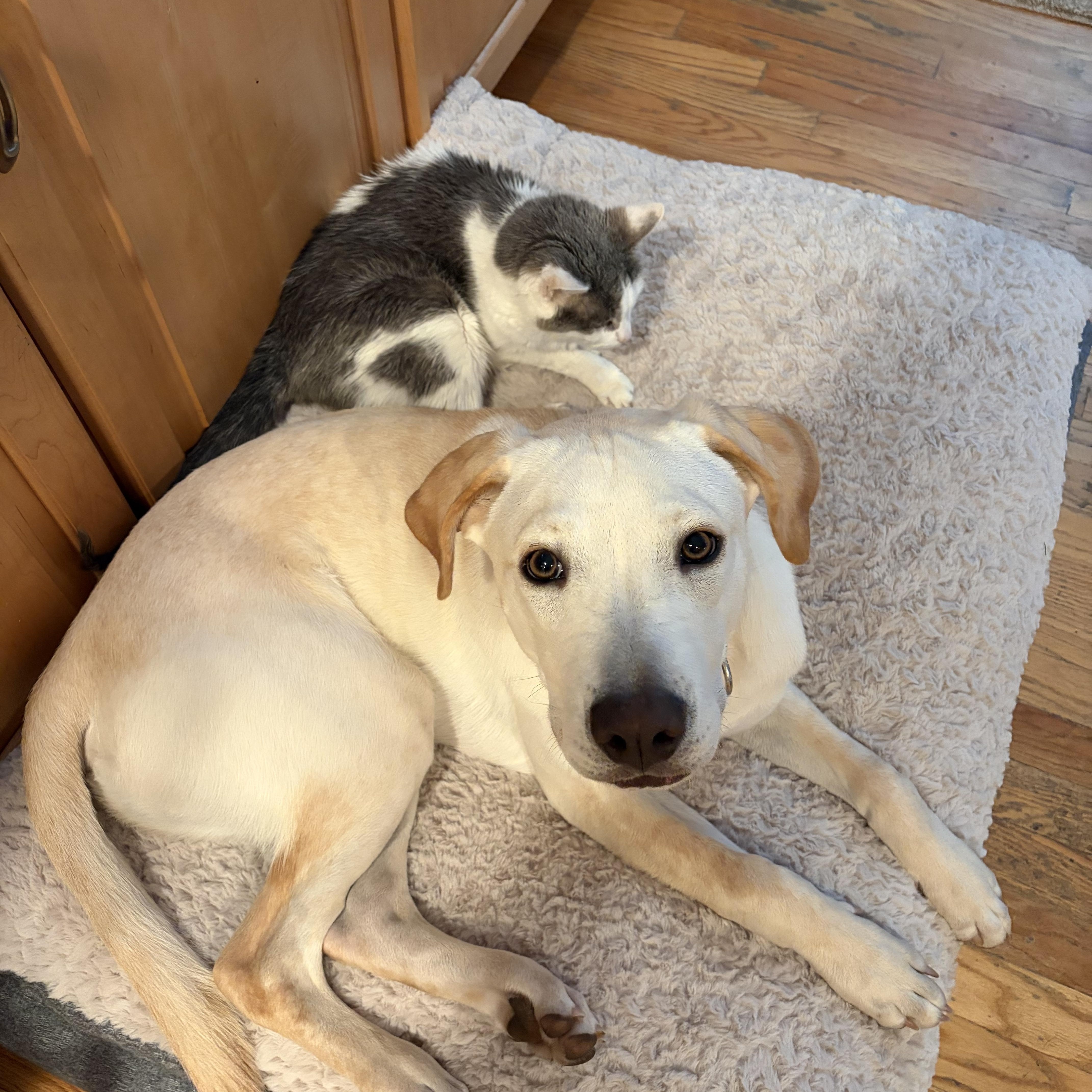 Jackson, an adopted mixed breed in Hughesville, MD image 2/4