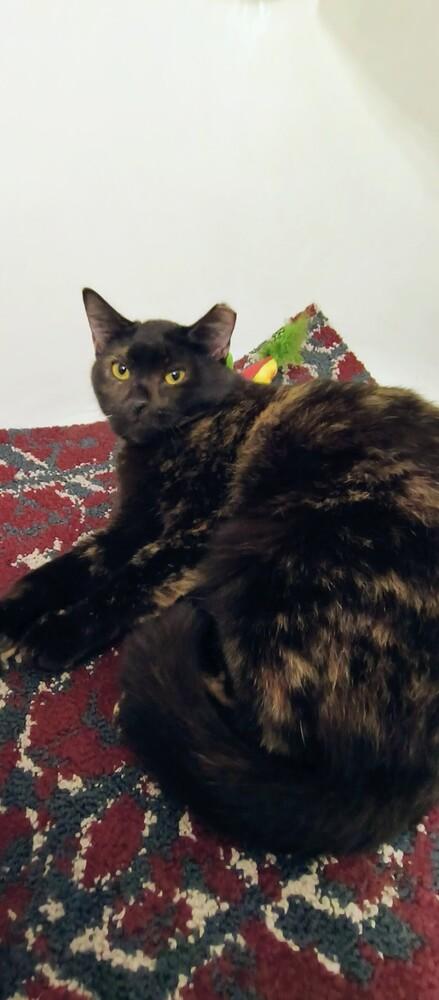 Carlotta, Adoptable, Young Female Domestic Short Hair.