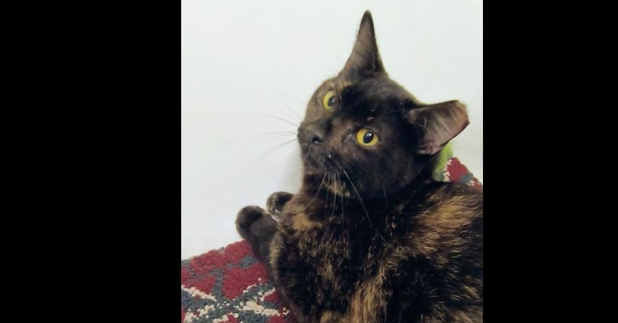 Carlotta, a Adoptable Domestic Short Hair in Wheaton, IL image 2/4