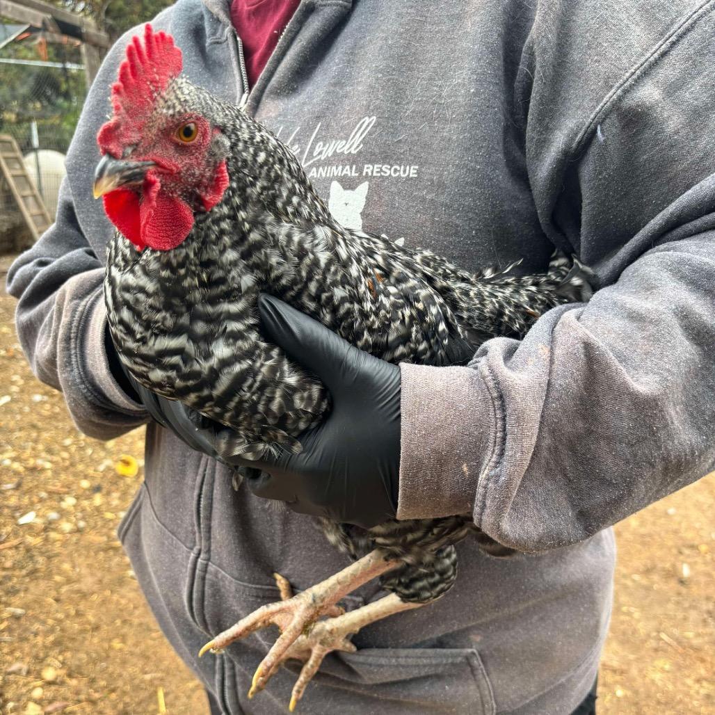 Steven, Adoptable, Adult Male Chicken.