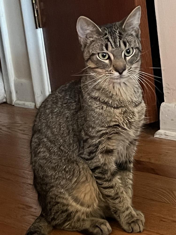 Thor, Adoptable, Kitten Male Domestic Short Hair & Tabby.