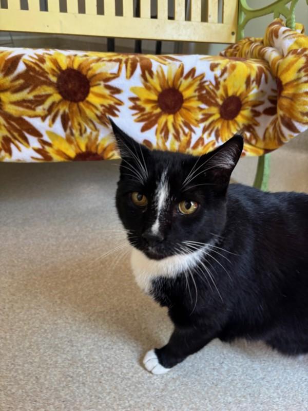 Tortilla Chip, Adoptable, Adult Male Domestic Short Hair.