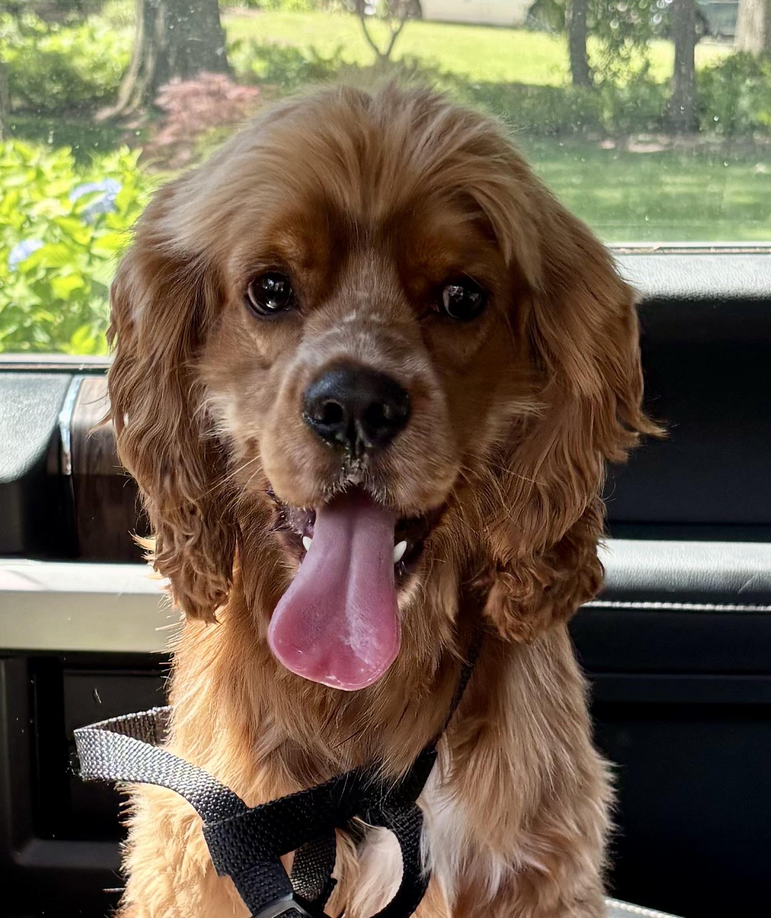 Doki, ADOPTABLE, Young Male Cocker Spaniel.