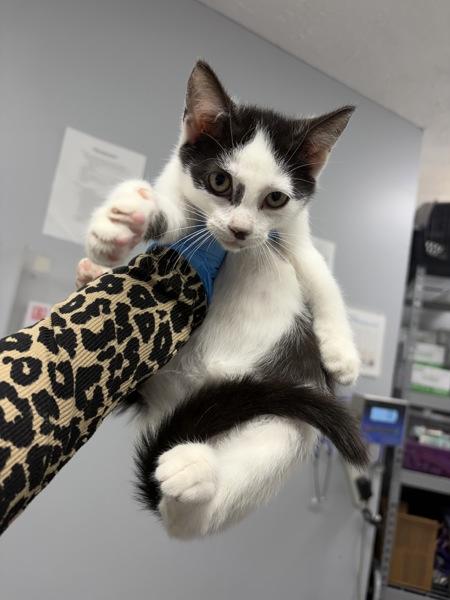Enlarge Pristiq, a Adoptable mixed breed in Morristown, TN image 1/1