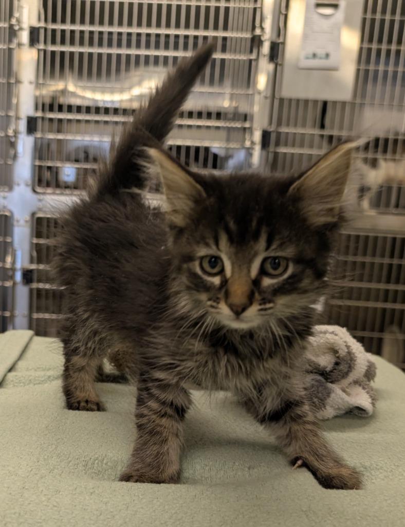 Enlarge CK 1, a Adopted mixed breed in Havre, MT image 1/1