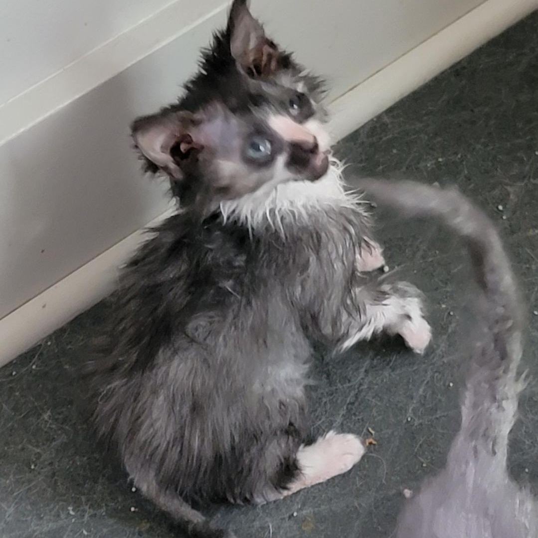 Stardust Adopted 6 13 26 with Wolfgang., a ADOPTABLE mixed breed in Wyandotte, MI image 2/4