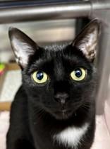 Enlarge Kitty Minaj, a Adoptable Domestic Short Hair in Georgetown, SC image 1/1
