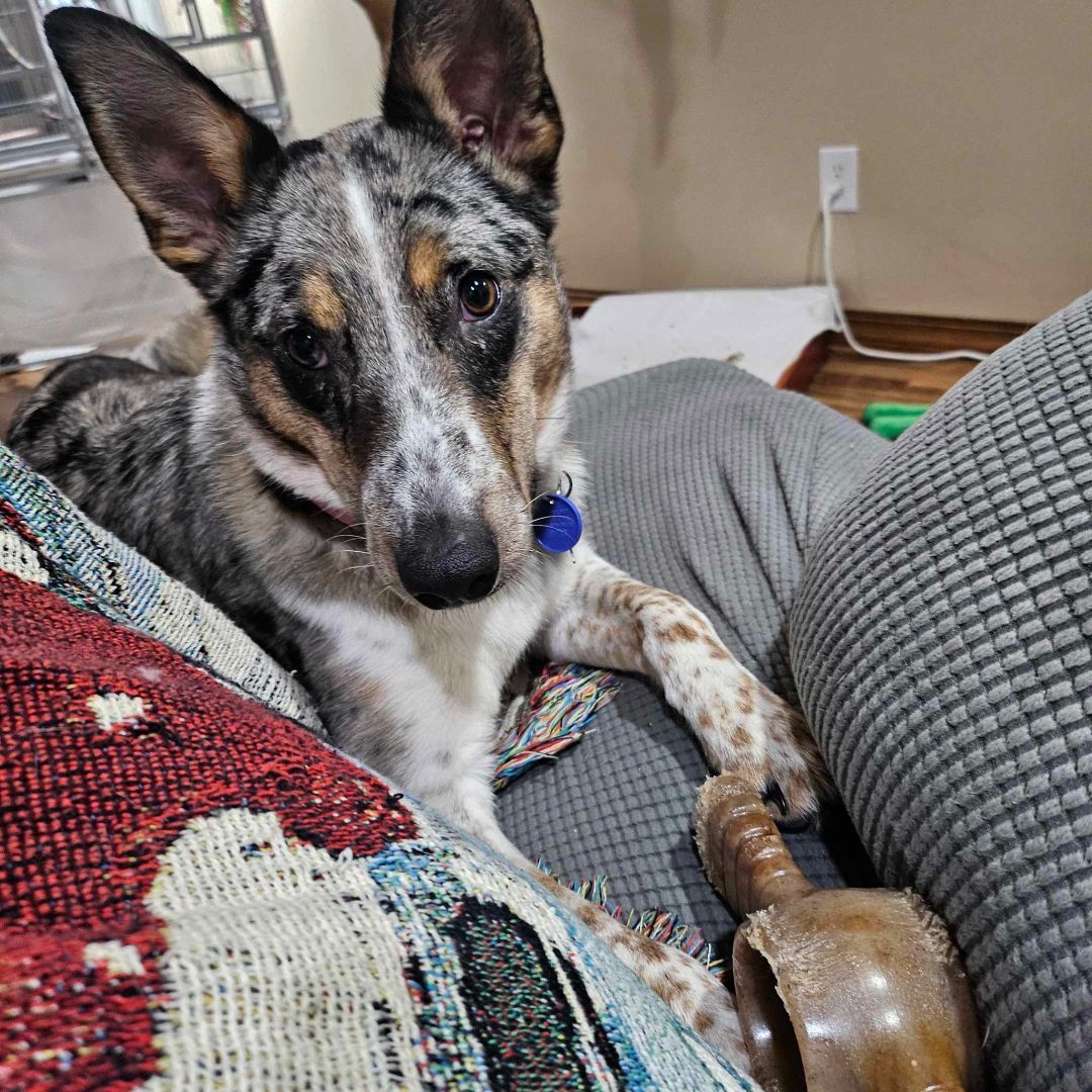 Beanie, an adoptable mixed breed in COEUR D ALENE, ID image 2/6