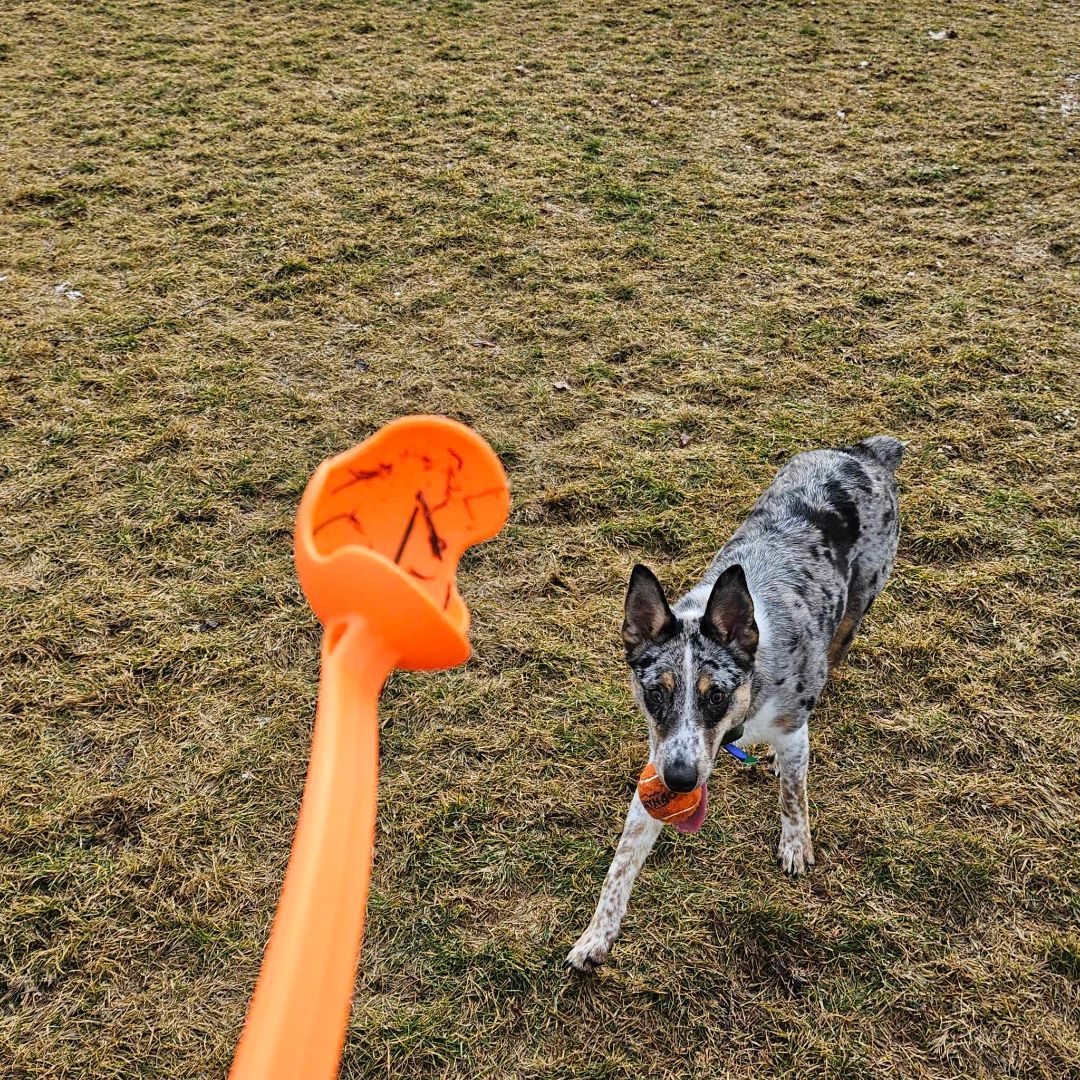 Beanie, an adoptable mixed breed in COEUR D ALENE, ID image 3/6