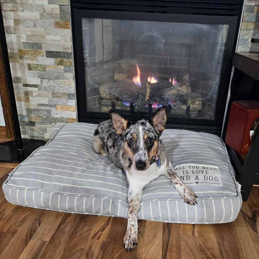 Beanie, an adoptable mixed breed in COEUR D ALENE, ID image 4/6