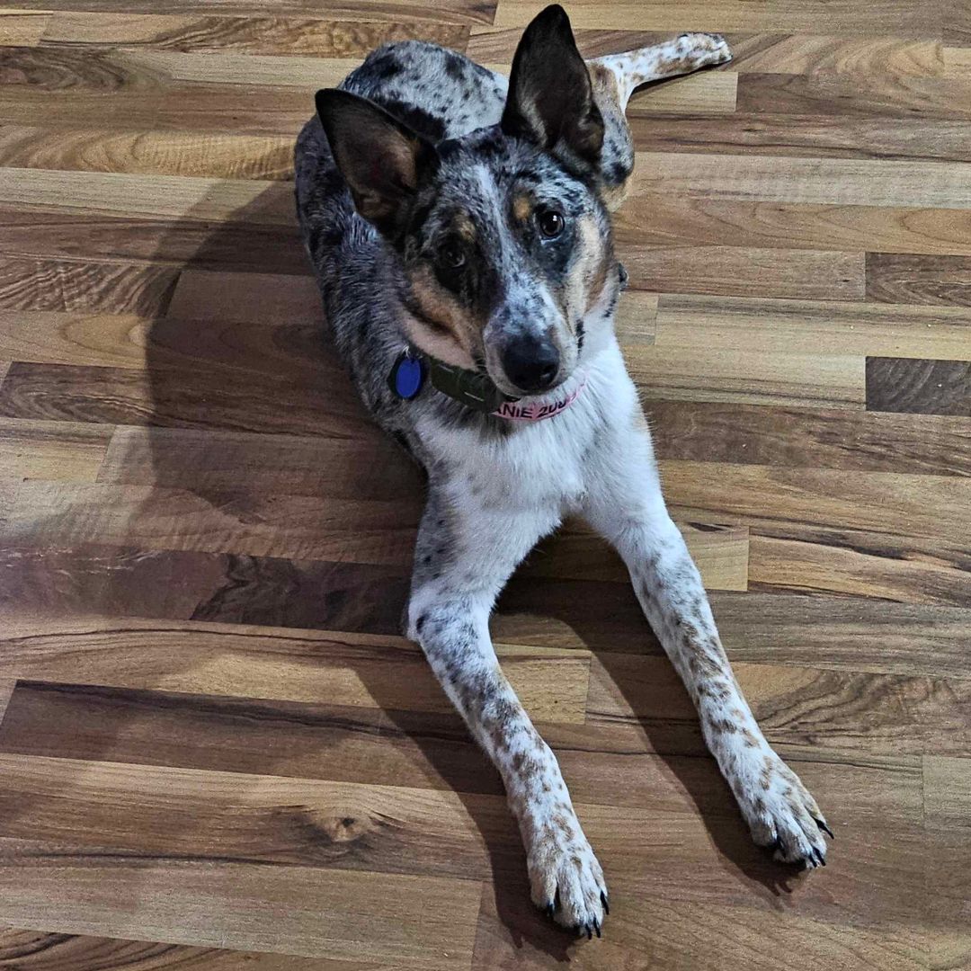 Beanie, an adoptable mixed breed in COEUR D ALENE, ID image 5/6
