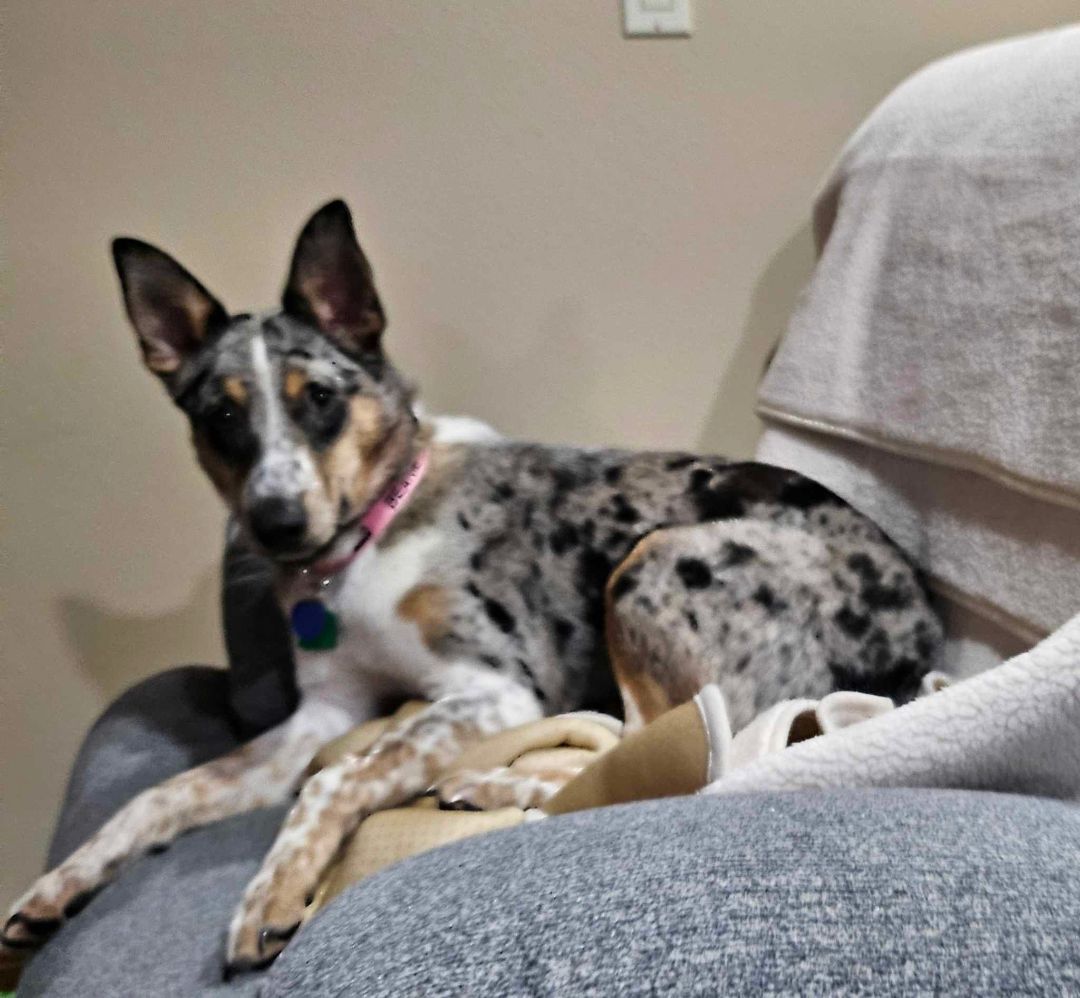 Beanie, an adoptable mixed breed in COEUR D ALENE, ID image 6/6