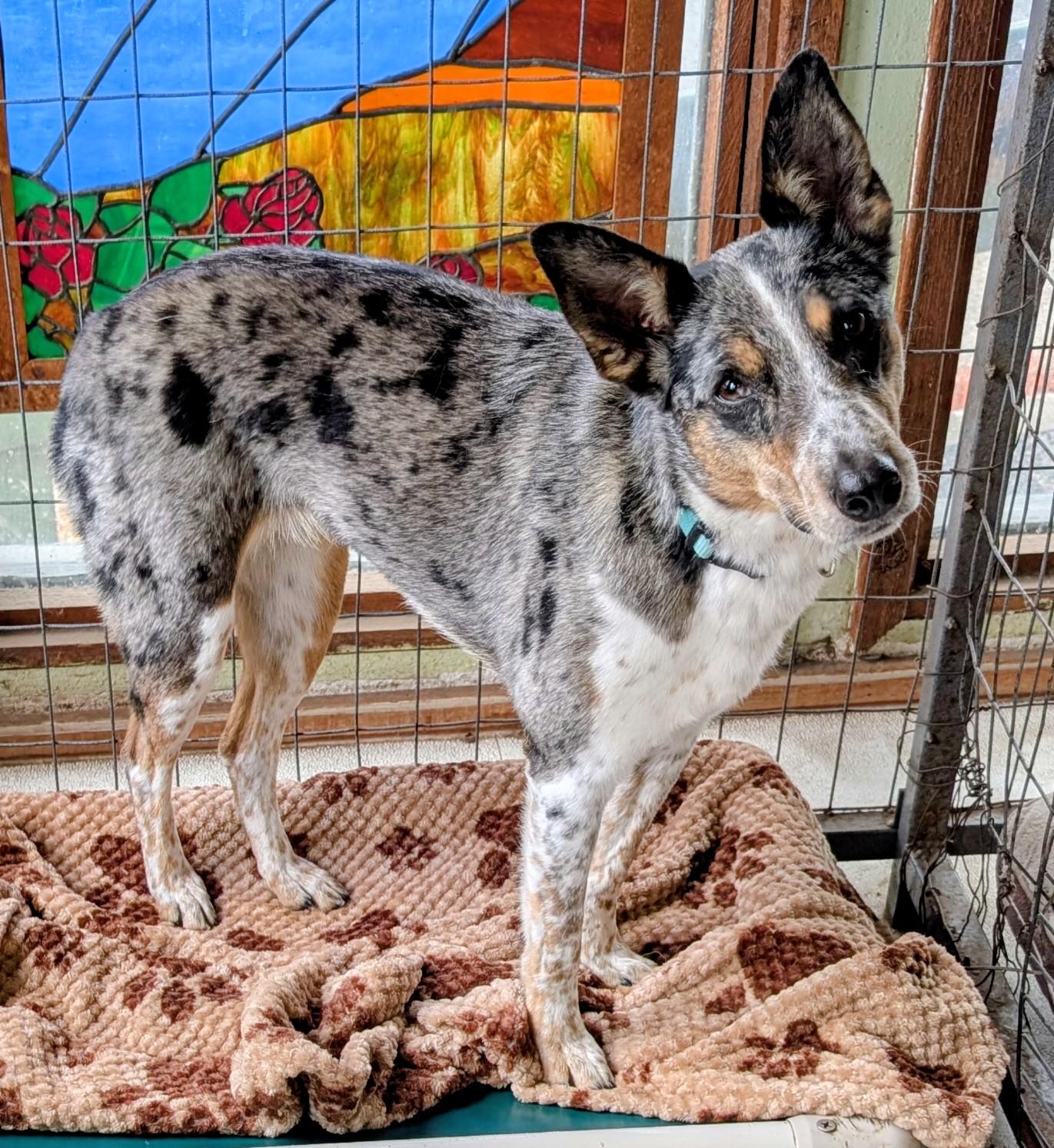 Beanie, adoptable, Adult Female Shetland Sheepdog / Sheltie & Australian Cattle Dog / Blue Heeler.