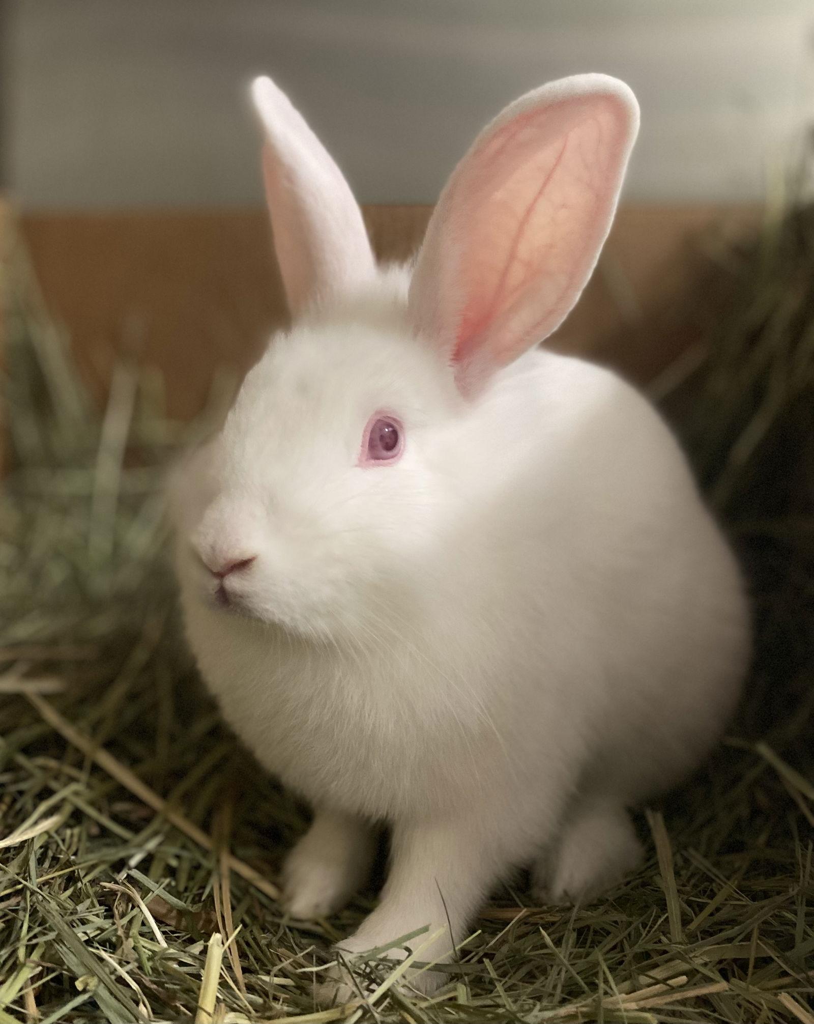 Enlarge Peaches, a Adoptable American in Oakland, CA image 1/1