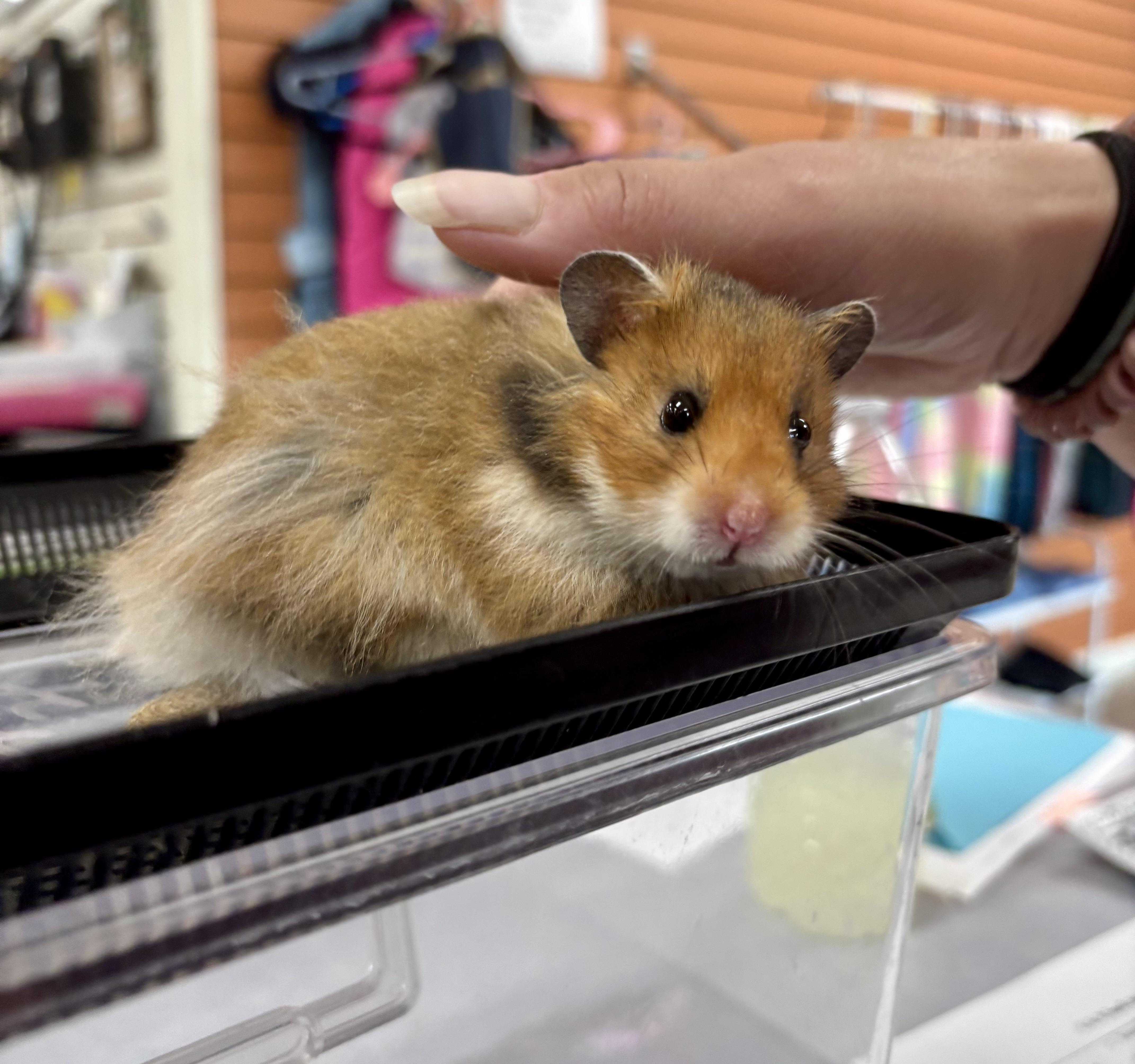 Enlarge Harvey, a Adopted Hamster in Appleton, WI image 1/1