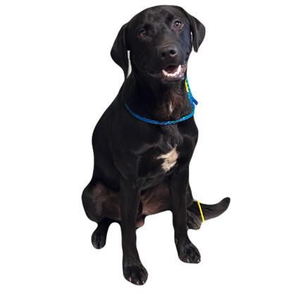 Enlarge Nacho, a ADOPTABLE mixed breed in Red Bluff, CA image 5/5
