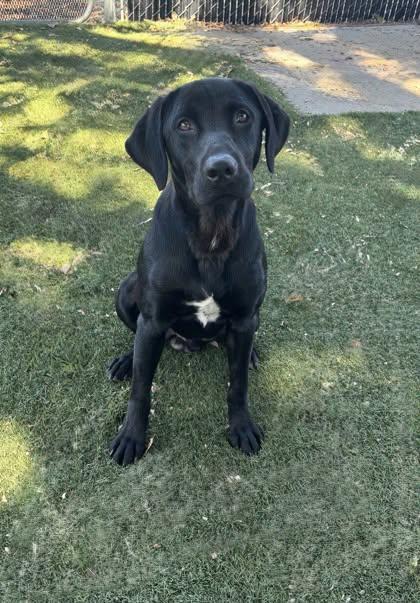 Enlarge Nacho, a ADOPTABLE mixed breed in Red Bluff, CA image 3/5