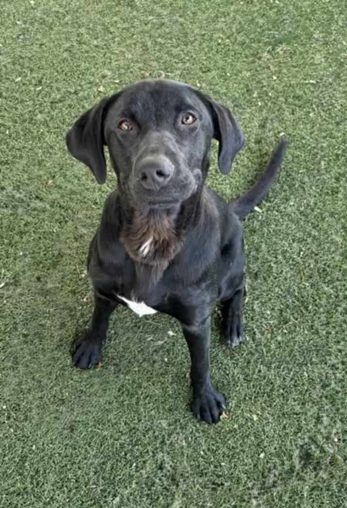 Enlarge Nacho, a ADOPTABLE mixed breed in Red Bluff, CA image 2/5