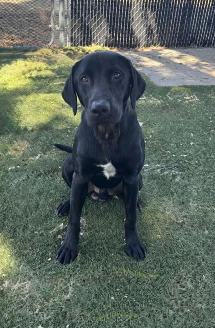 Enlarge Nacho, a ADOPTABLE mixed breed in Red Bluff, CA image 4/5