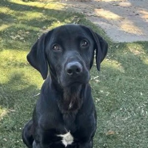 Enlarge Nacho, a ADOPTABLE mixed breed in Red Bluff, CA image 1/5