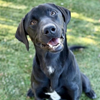 Nacho, Adoptable, Young Male Labrador Retriever.