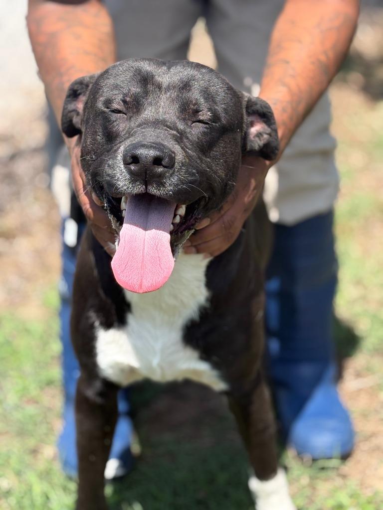 Yo-Yo, Adoptable, Young Male Mixed Breed.