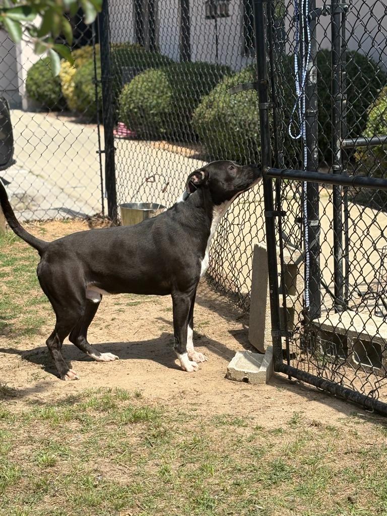 Yo-Yo, a Adoptable mixed breed in Effingham, SC image 2/4